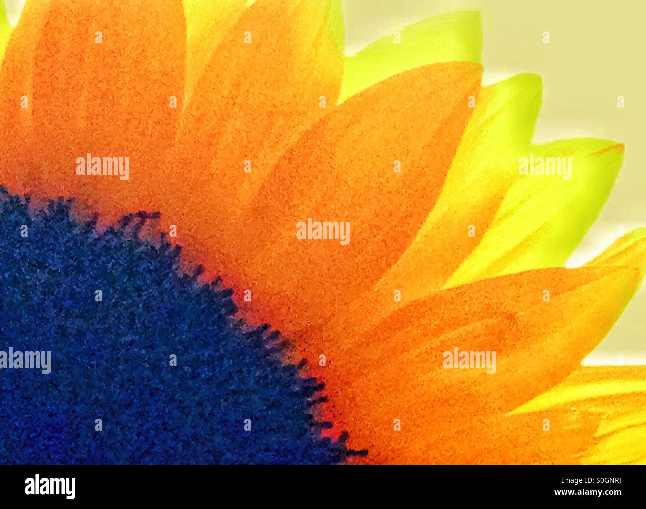 Sunflower shapes - Smartphone Captured Stock Image