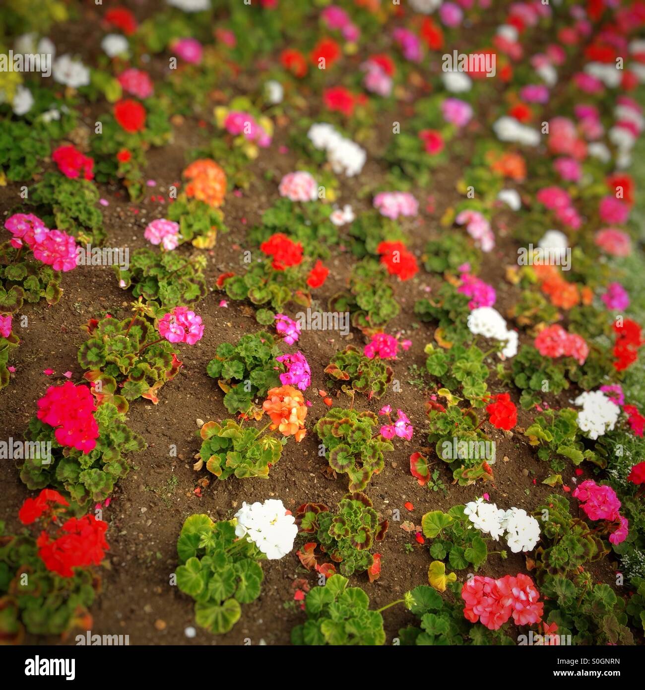 Flower bed - Smartphone Captured Stock Image