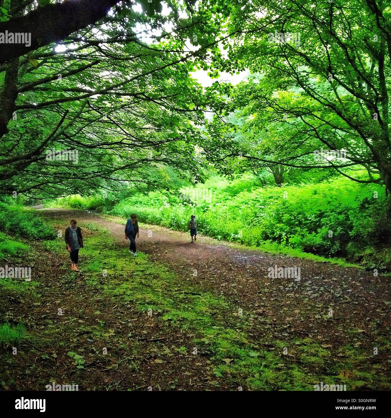 Three people walking in the woods in Malvern Hills Stock Photo