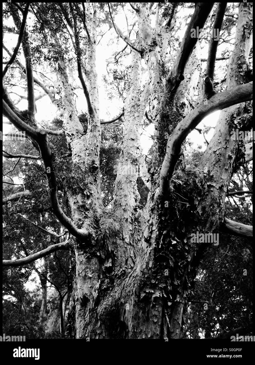 Black and white photo of tree . Stock Photo