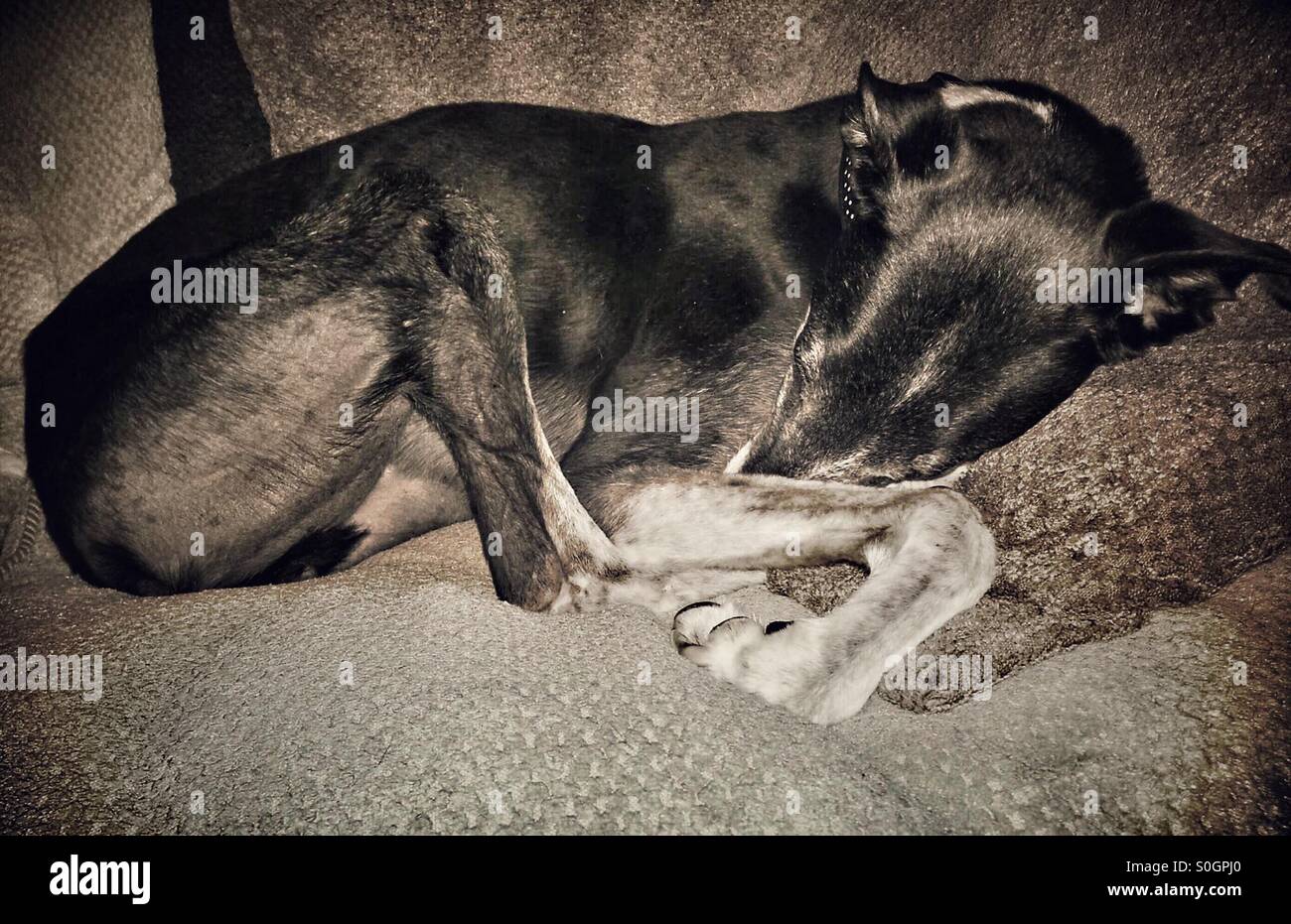 Greyhound sleeping curled up Stock Photo Alamy