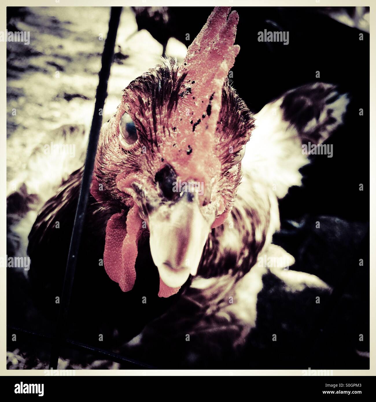 Close up a chicken looking out of a pen. - Smartphone Captured Stock Image