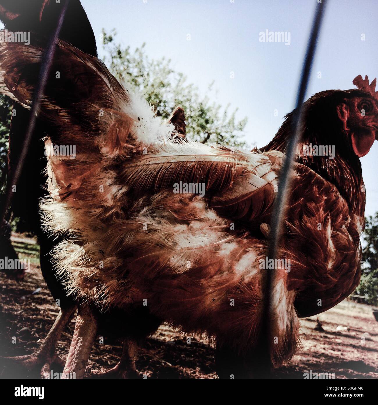 The backside of a chicken in a pen looking back Stock Photo Alamy