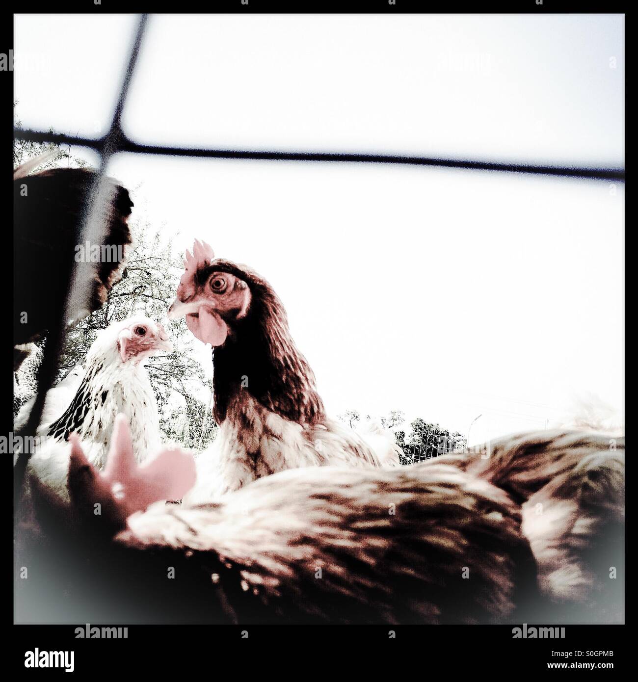 Chickens looking out of a pen. - Smartphone Captured Stock Image