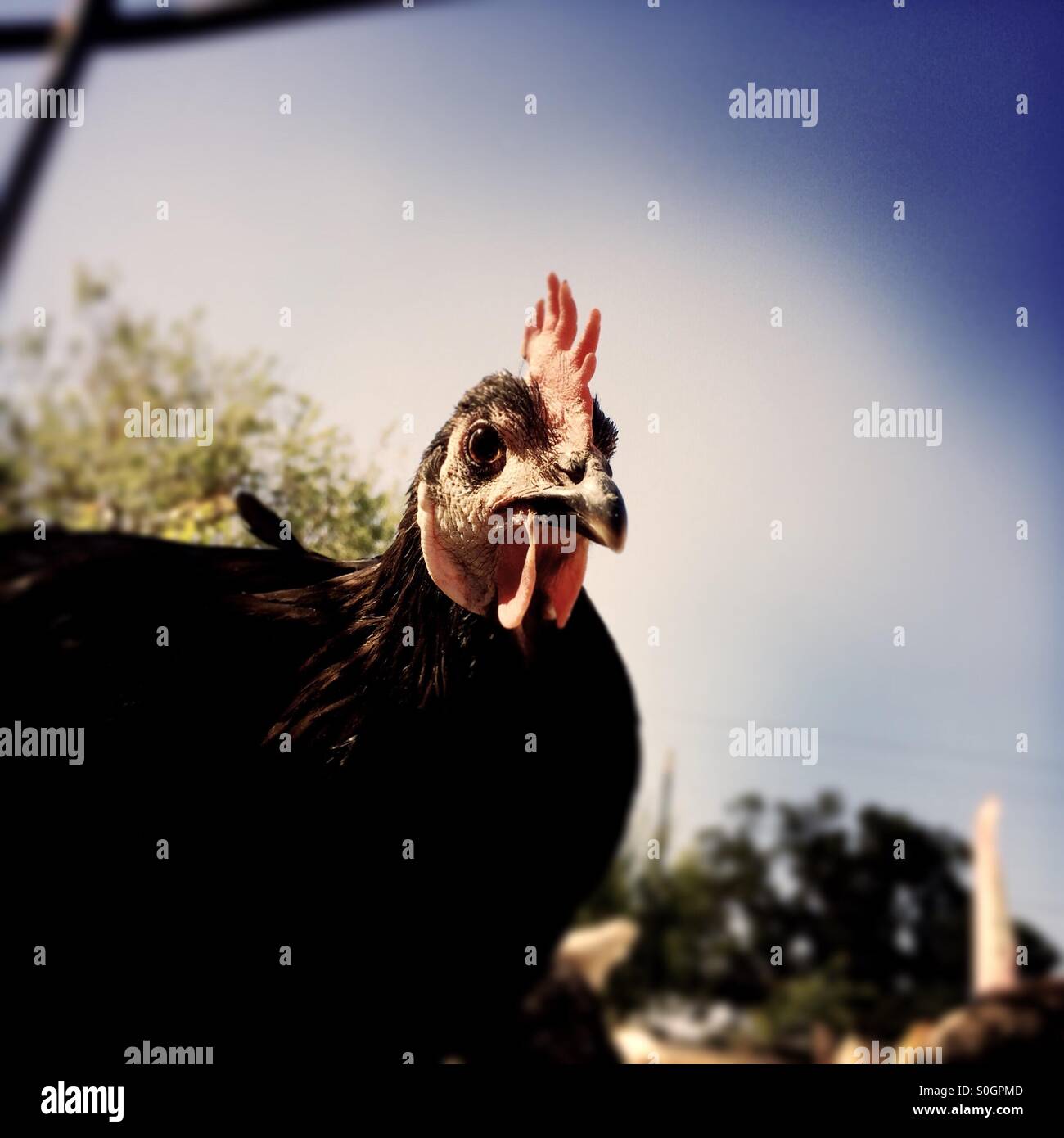 Close up a chicken looking out of a pen. - Smartphone Captured Stock Image