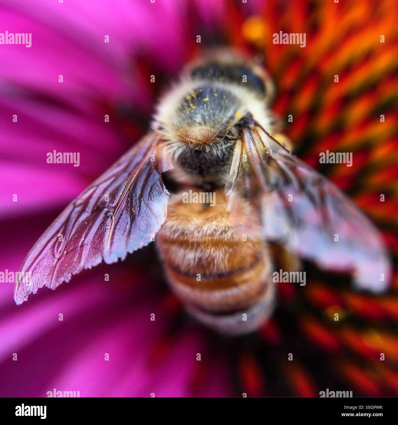 Macro bee on a flower Stock Photo