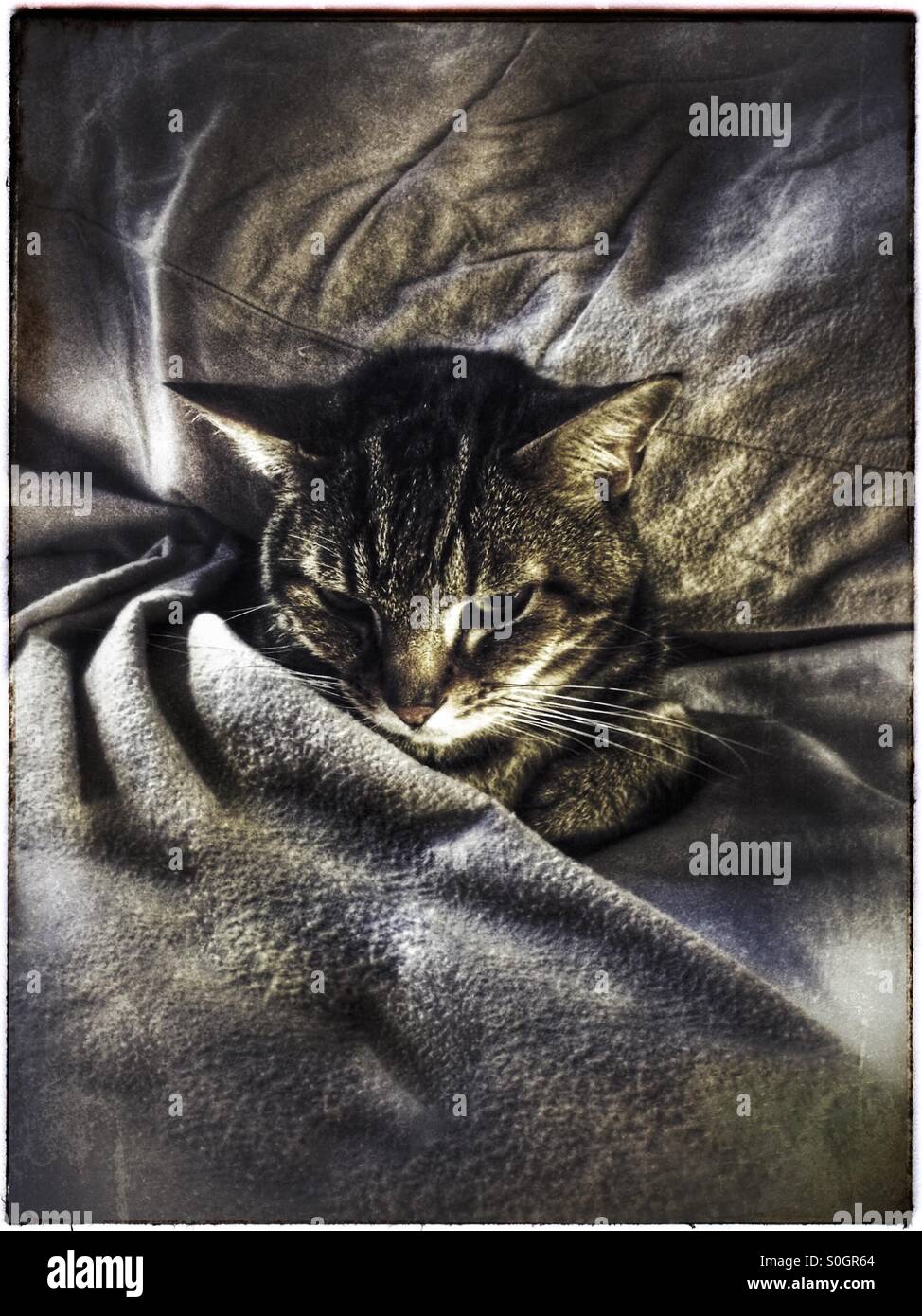 Cat lying in bed. - Smartphone Captured Stock Image