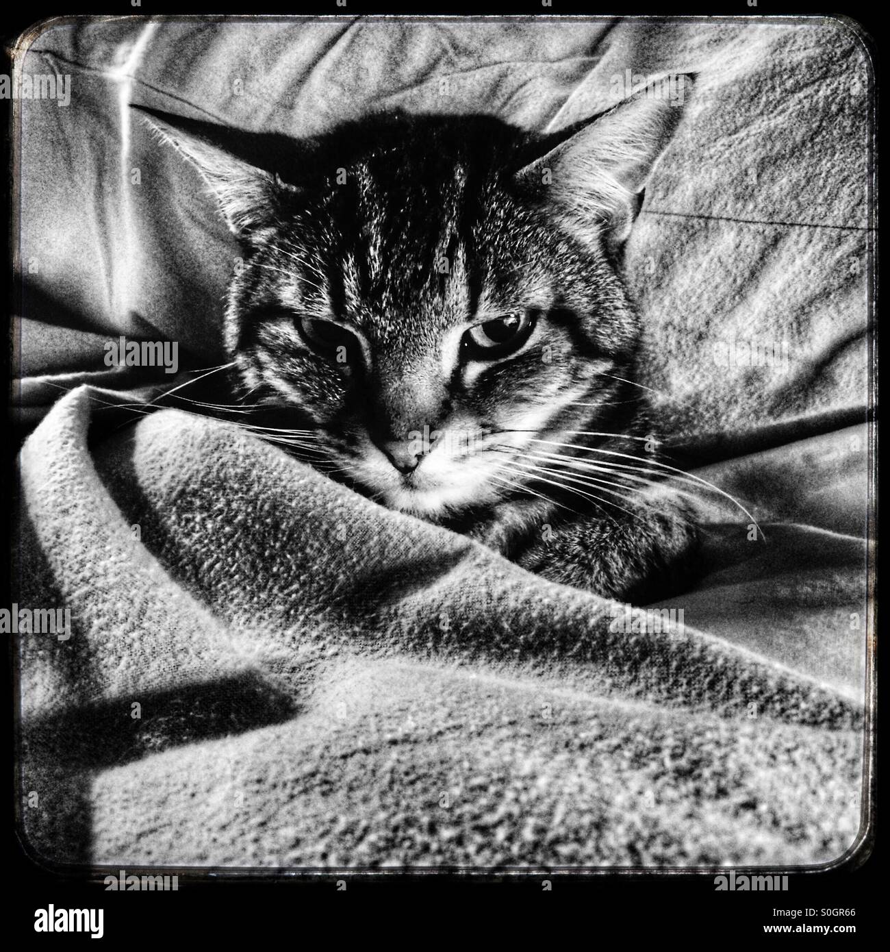 Black and white photo of cat lying in bed. - Smartphone Captured Stock Image