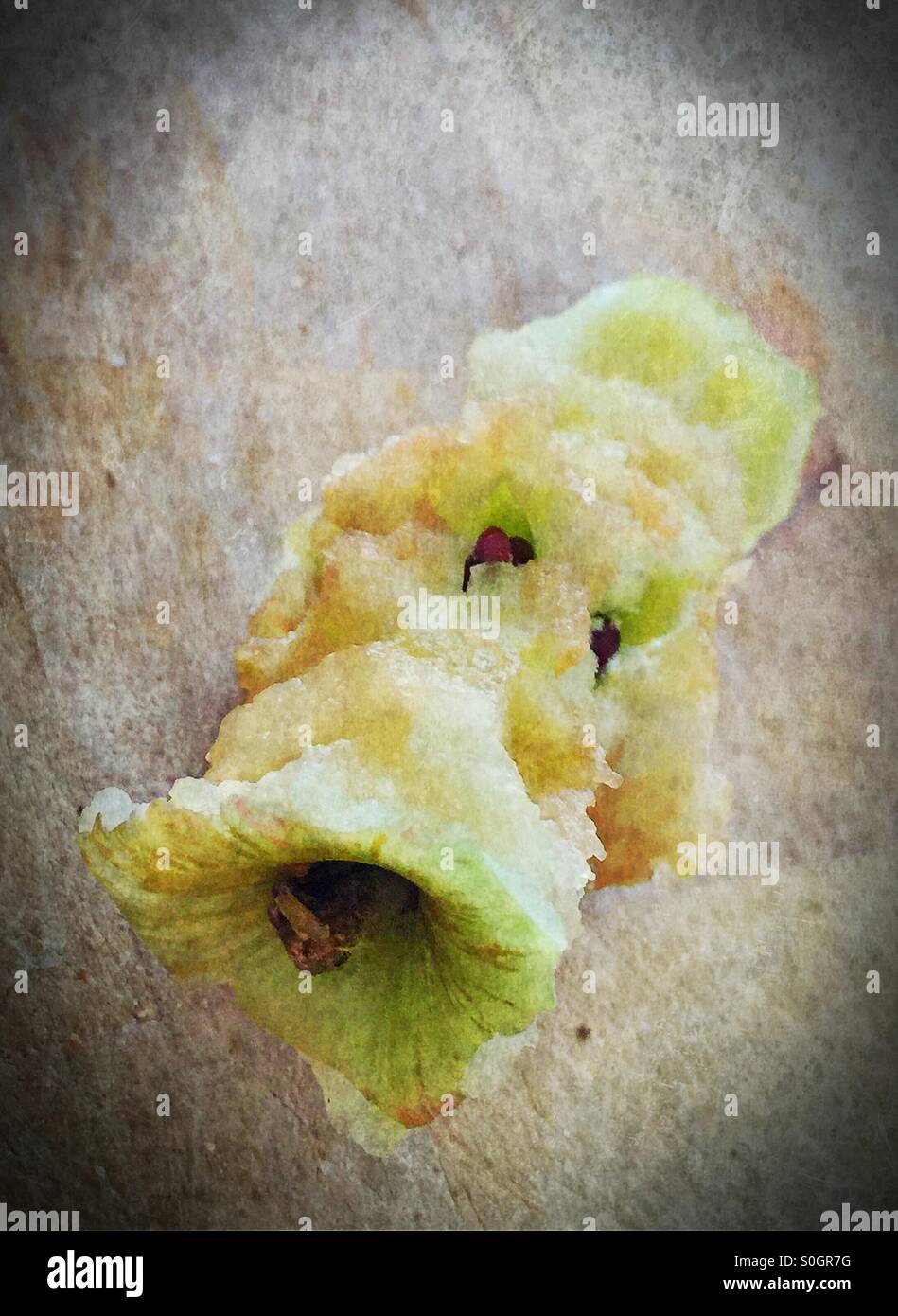 Apple core Stock Photo Alamy