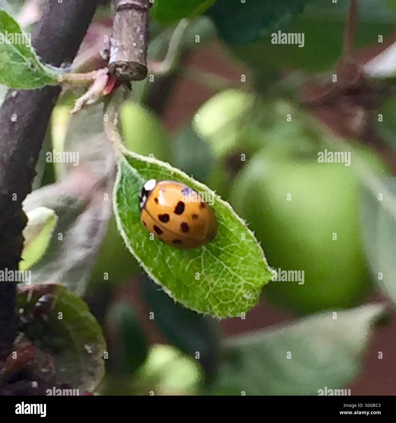 Yellow ladybird with black spots on a leaf of an apple tree Stock Photo