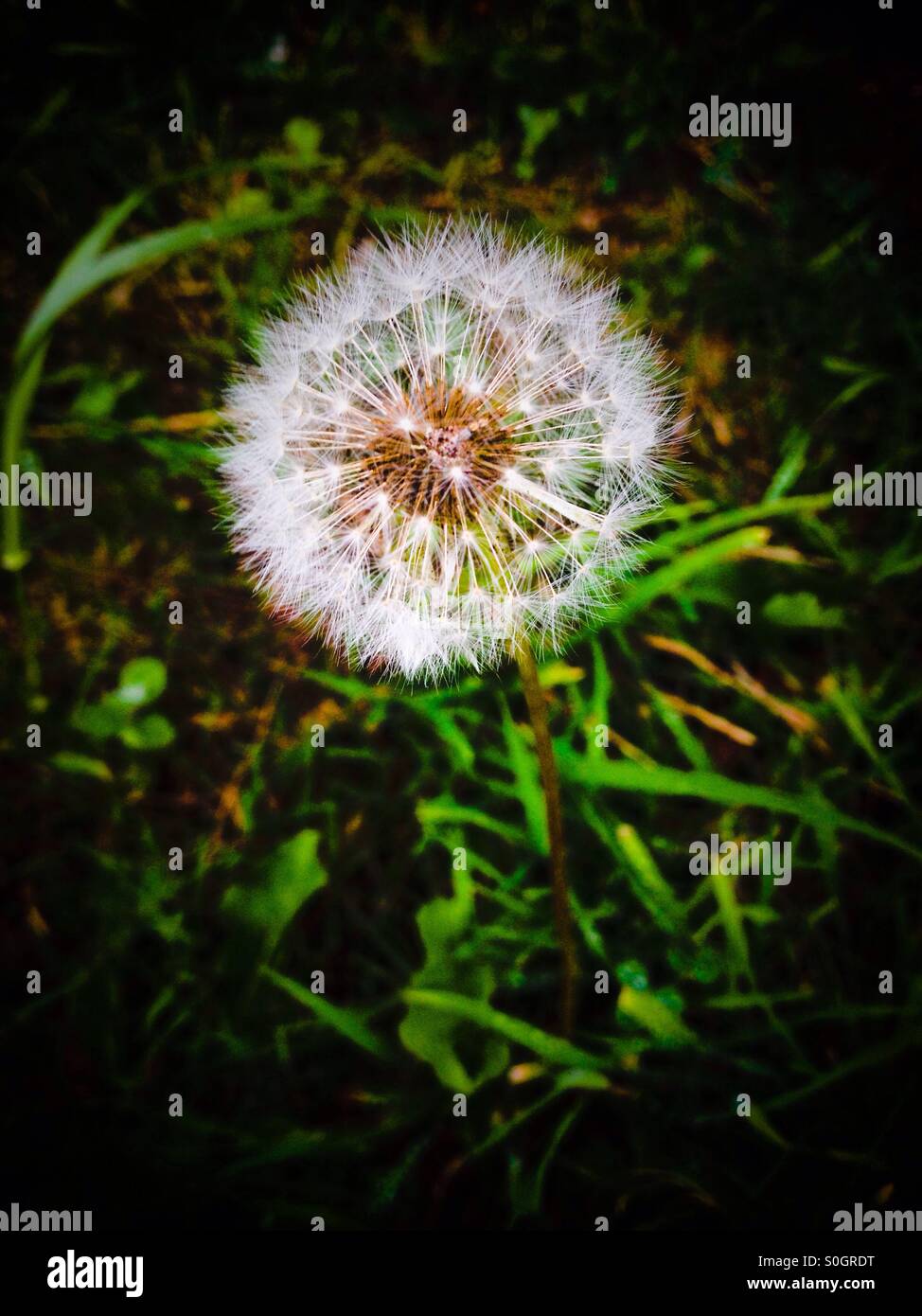 Dandelion closeup in a green field Stock Photo