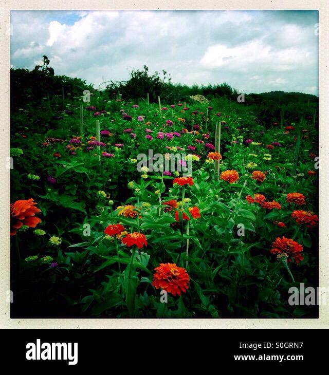 Field of zinnias - Smartphone Captured Stock Image