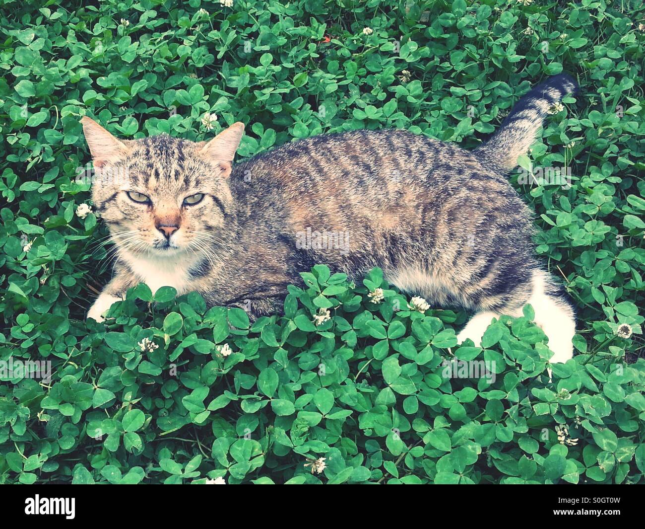 Cat in clover Stock Photo Alamy