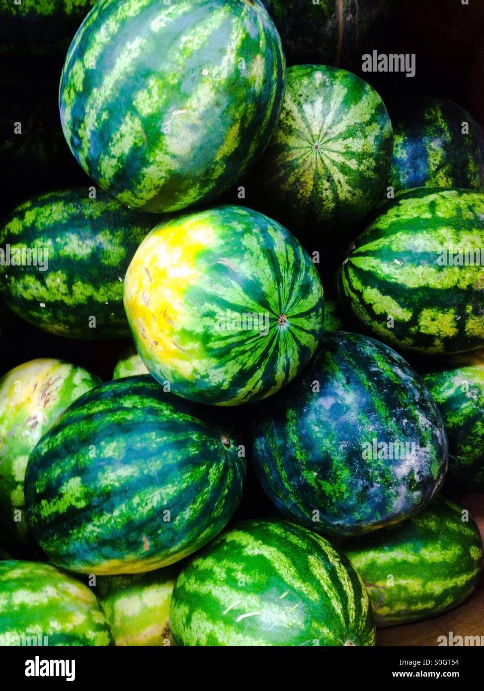 Many fresh watermelons Stock Photo