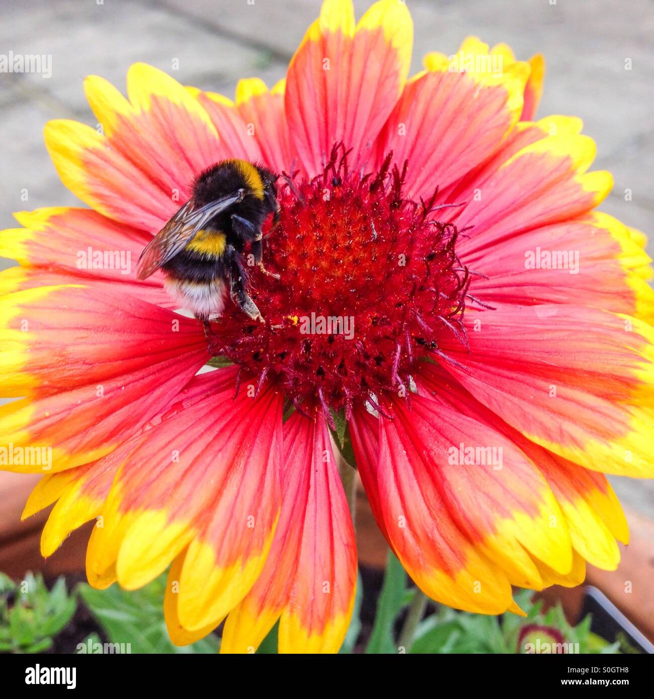 Bumble Bee on yellow and red  gaillardia flower Stock Photo