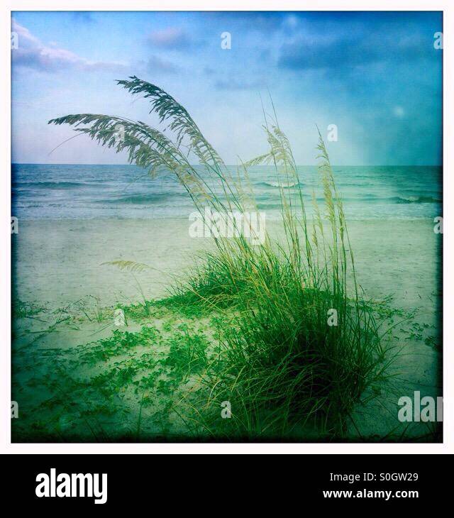 Sea oats on a sand dune at the beach Stock Photo Alamy