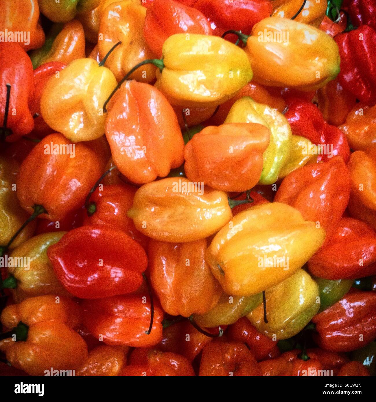 Habanero chili peppers in Mercado de Medellin market, Colonia Roma, Mexico City, Mexico - Smartphone Captured Stock Image