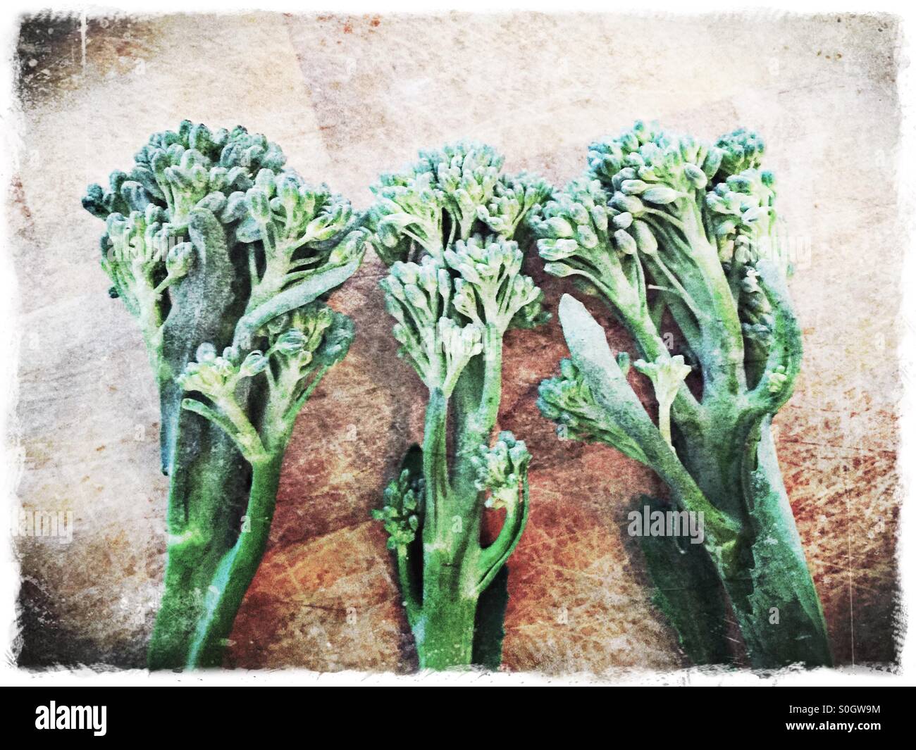 The three Broccoli Stock Photo