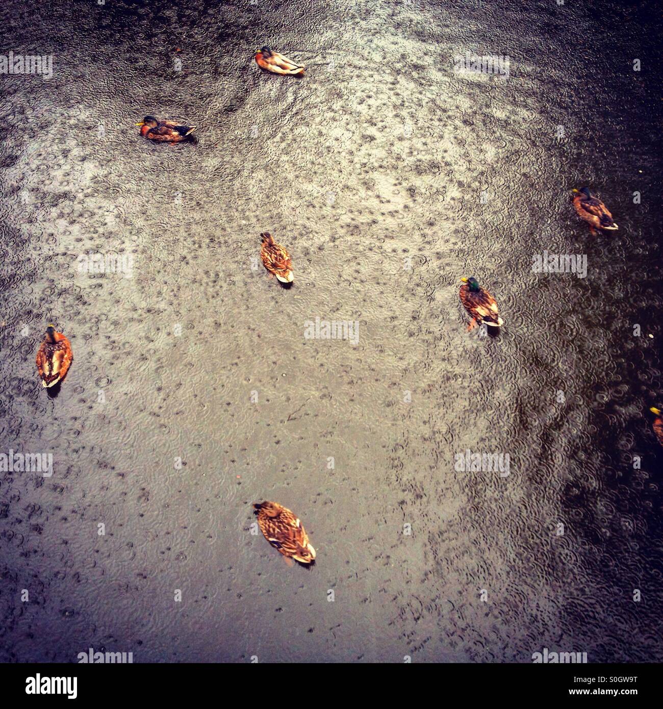 Ducks in the rain Stock Photo