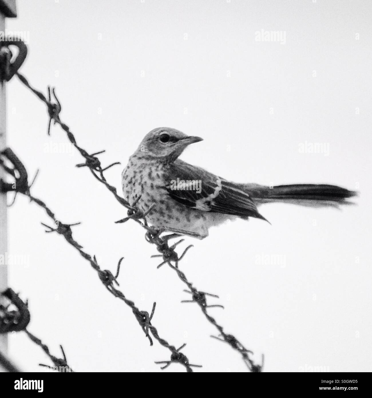 Wood Thrush on Barbed Wire Stock Photo