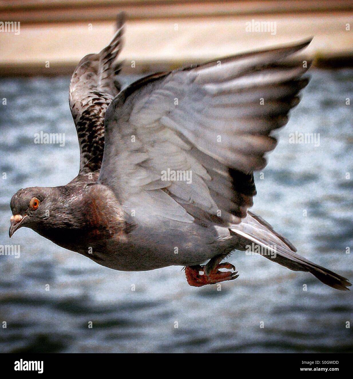 An eyeballing pigeon Stock Photo