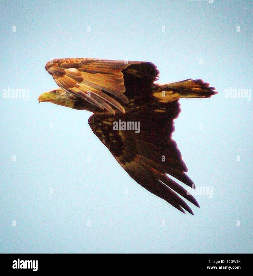 Golden eagle in flight hires stock photography and images Alamy