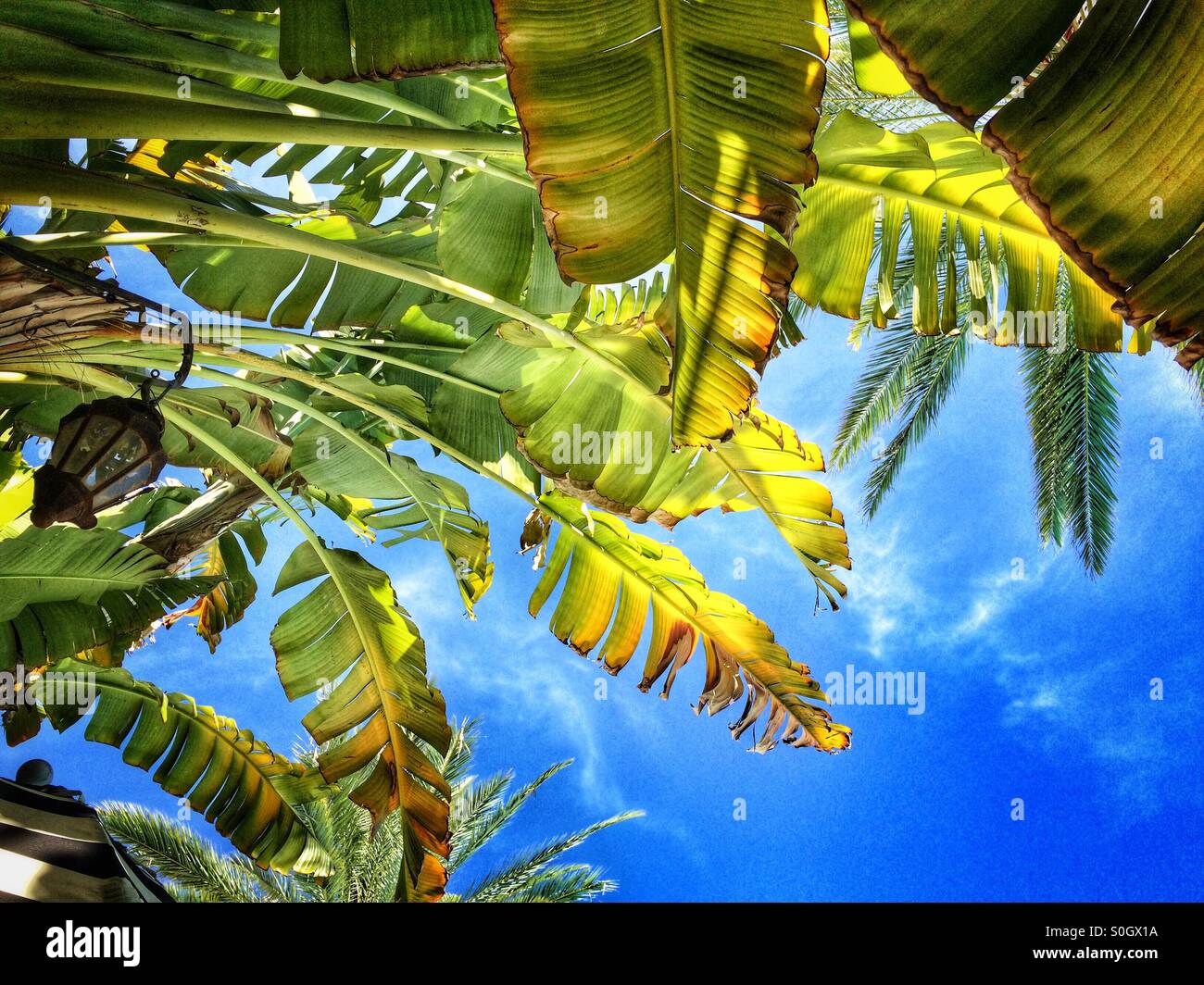 Palm Leaves Shade High Resolution Stock Photography and Images - Alamy