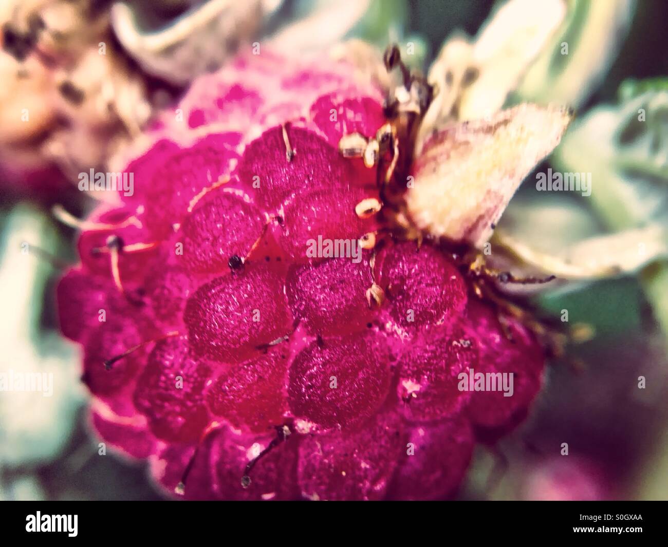Ripe raspberry - Smartphone Captured Stock Image