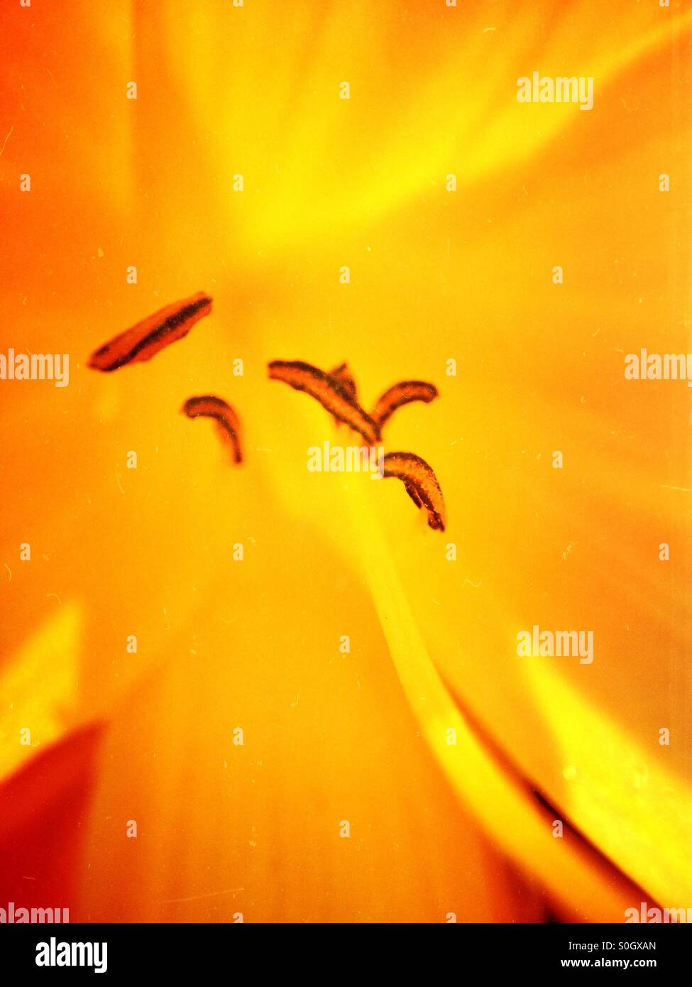 Rhododendron stamen - Smartphone Captured Stock Image