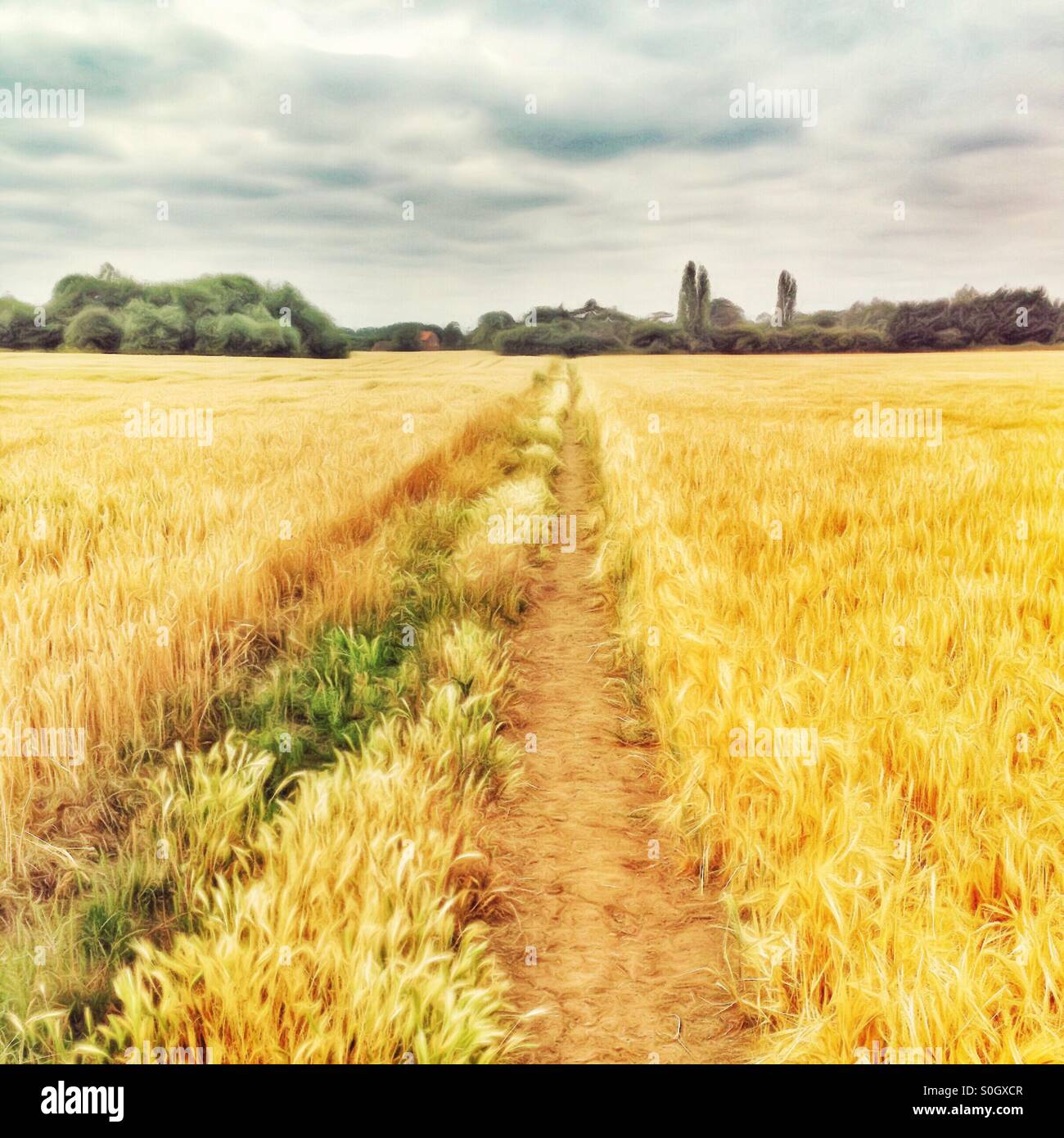 Crops ripen in Oxfordshire fields - Smartphone Captured Stock Image