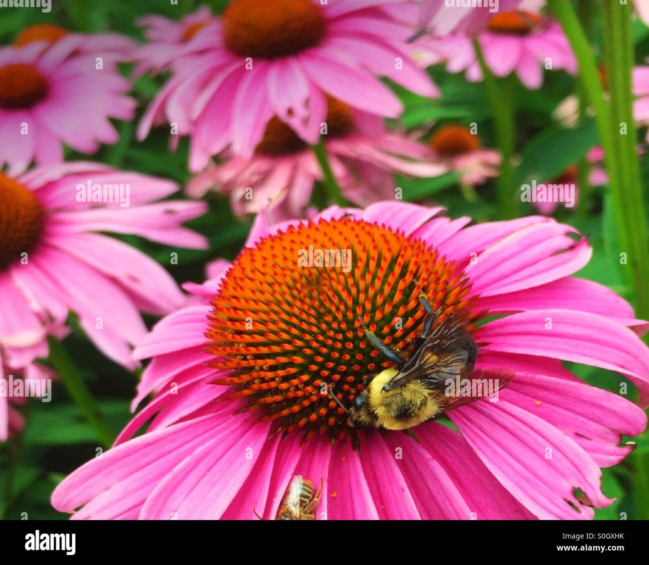 Carpenter Bee gathering nectar on Purple Coneflower. Stock Photo