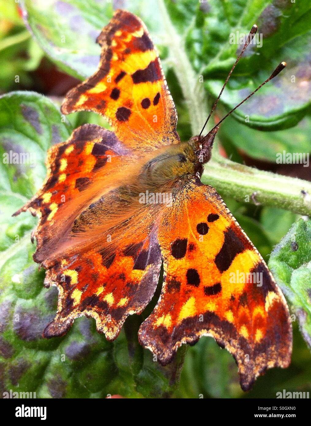 Comma butterfly pn tomato plant. Stock Photo