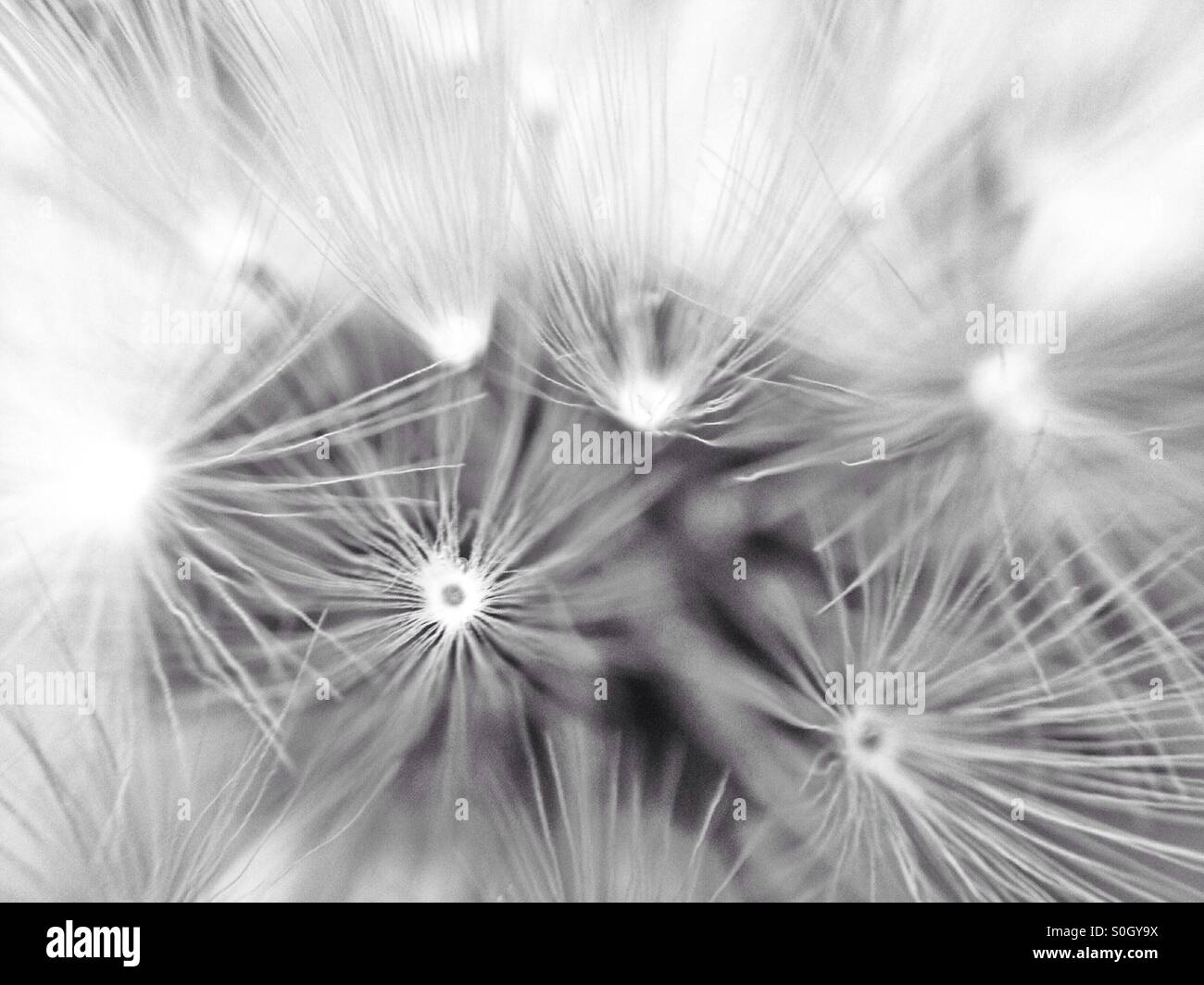 Dandelion seed head - Smartphone Captured Stock Image
