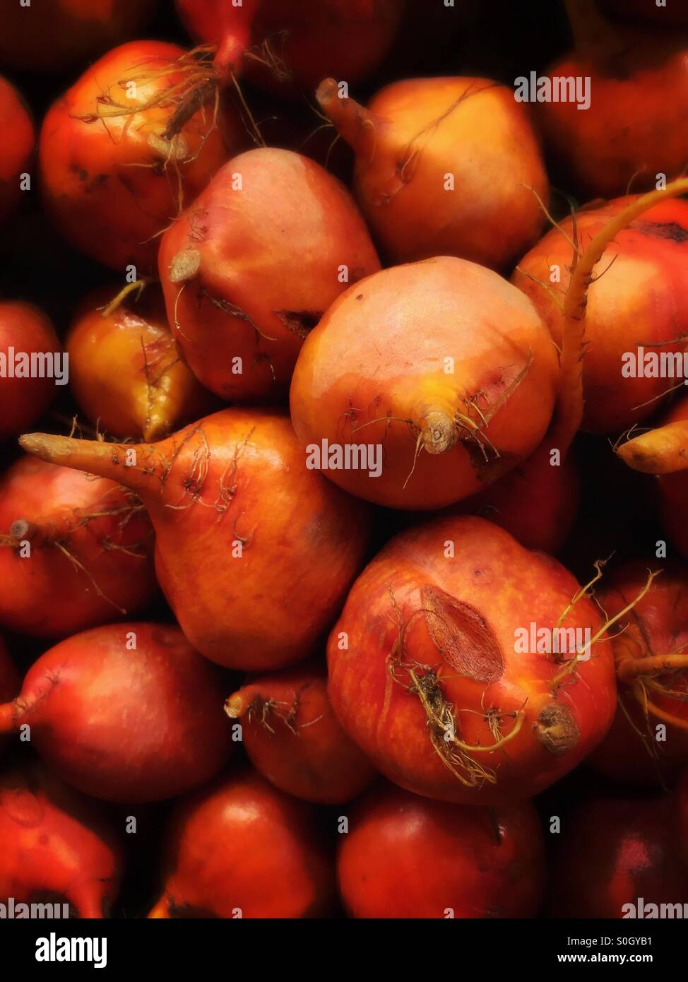 Gold beets - Smartphone Captured Stock Image