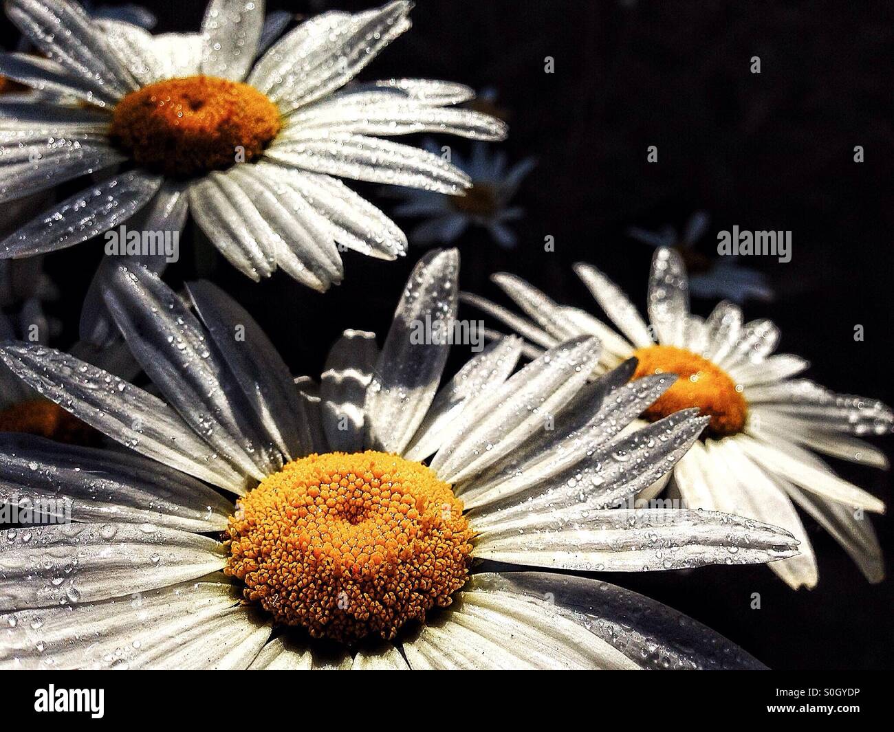 Rain on daisies - Smartphone Captured Stock Image