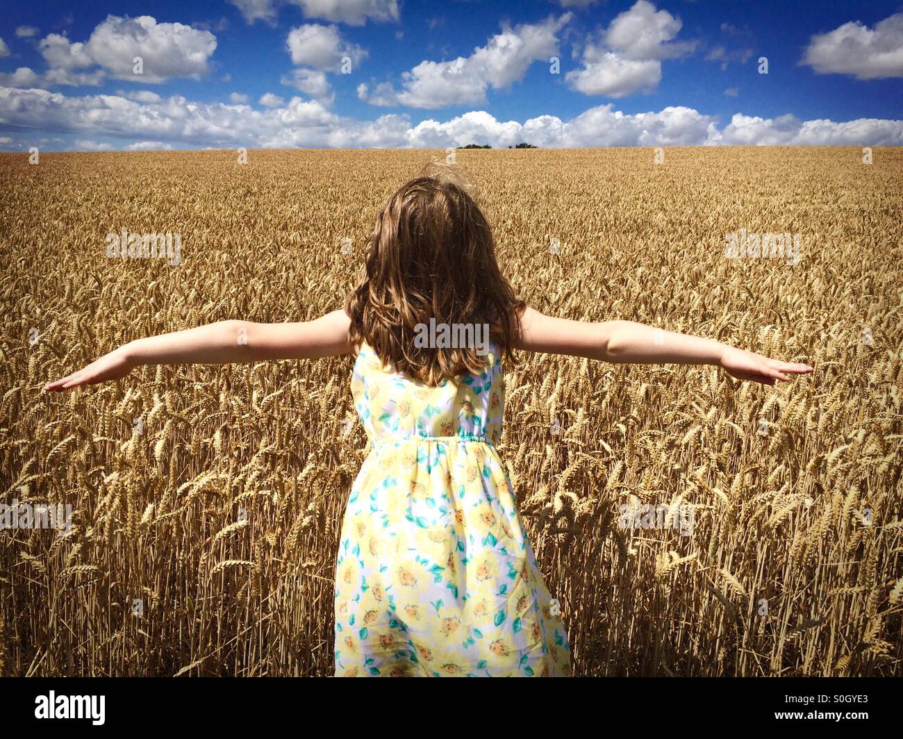 Girl in Cornfield Stock Photo Alamy