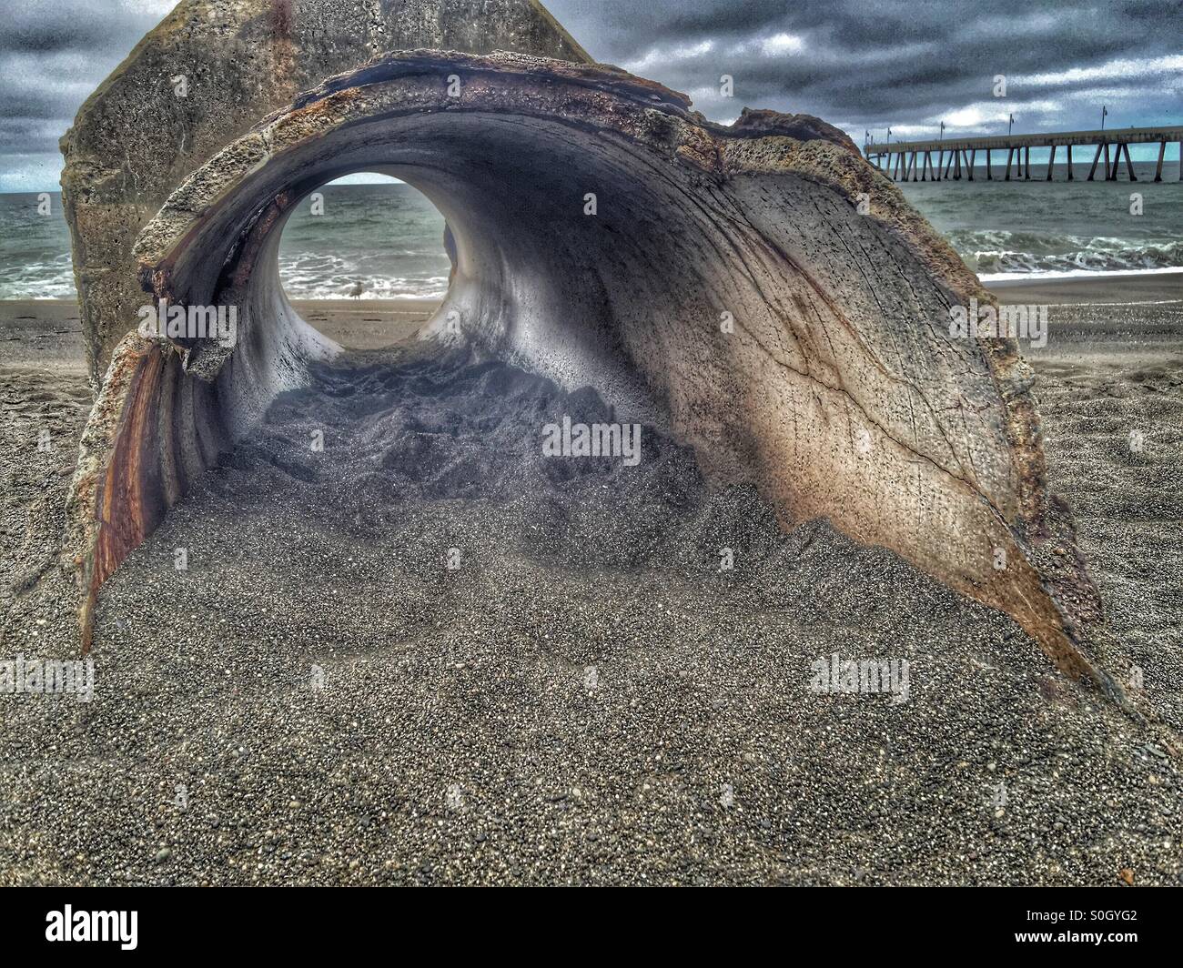Seagull through old storm drain pipes Stock Photo
