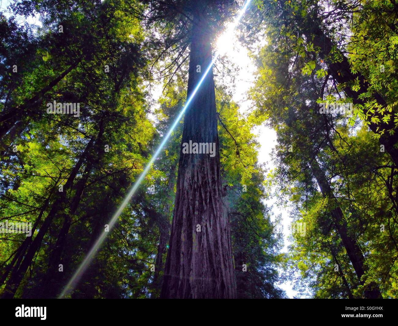 California Redwoods Stock Photo