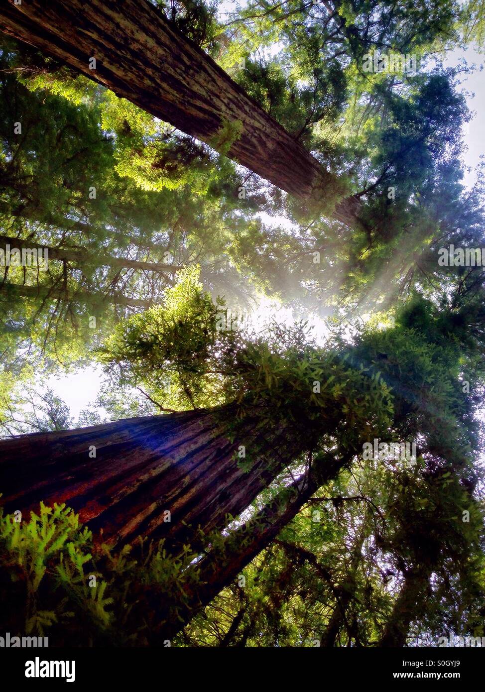 California Redwoods Stock Photo