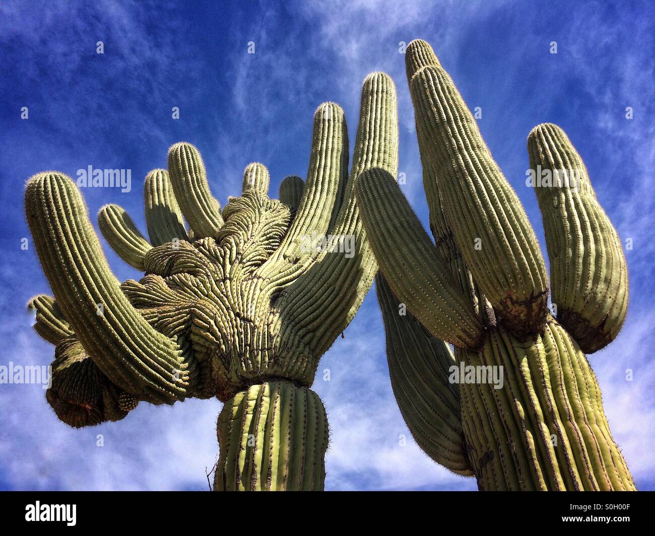 Very old rare cristate saguaro cactus, Tucson, Arizona Stock Photo - Alamy