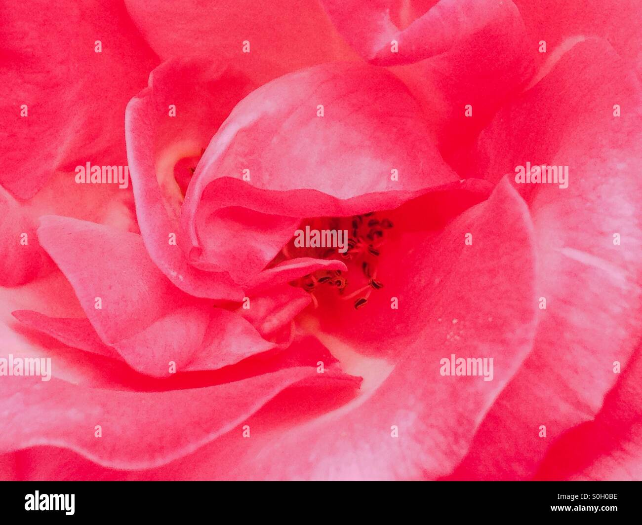 Closeup of a pink rose - Smartphone Captured Stock Image