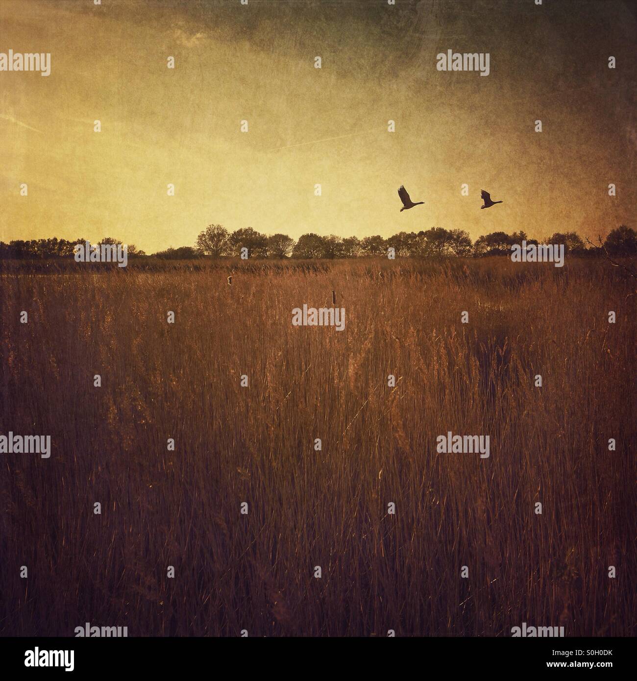 Flying birds over a reed bed at sunset - Smartphone Captured Stock Image