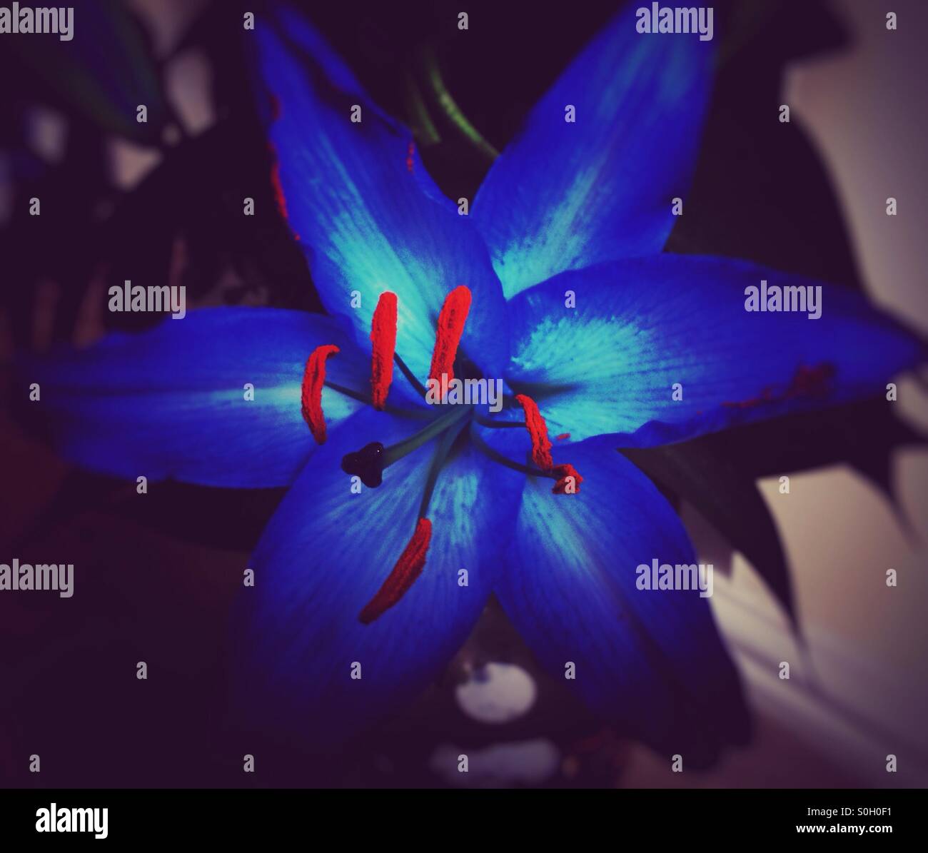 Blue lily flower hires stock photography and images Alamy