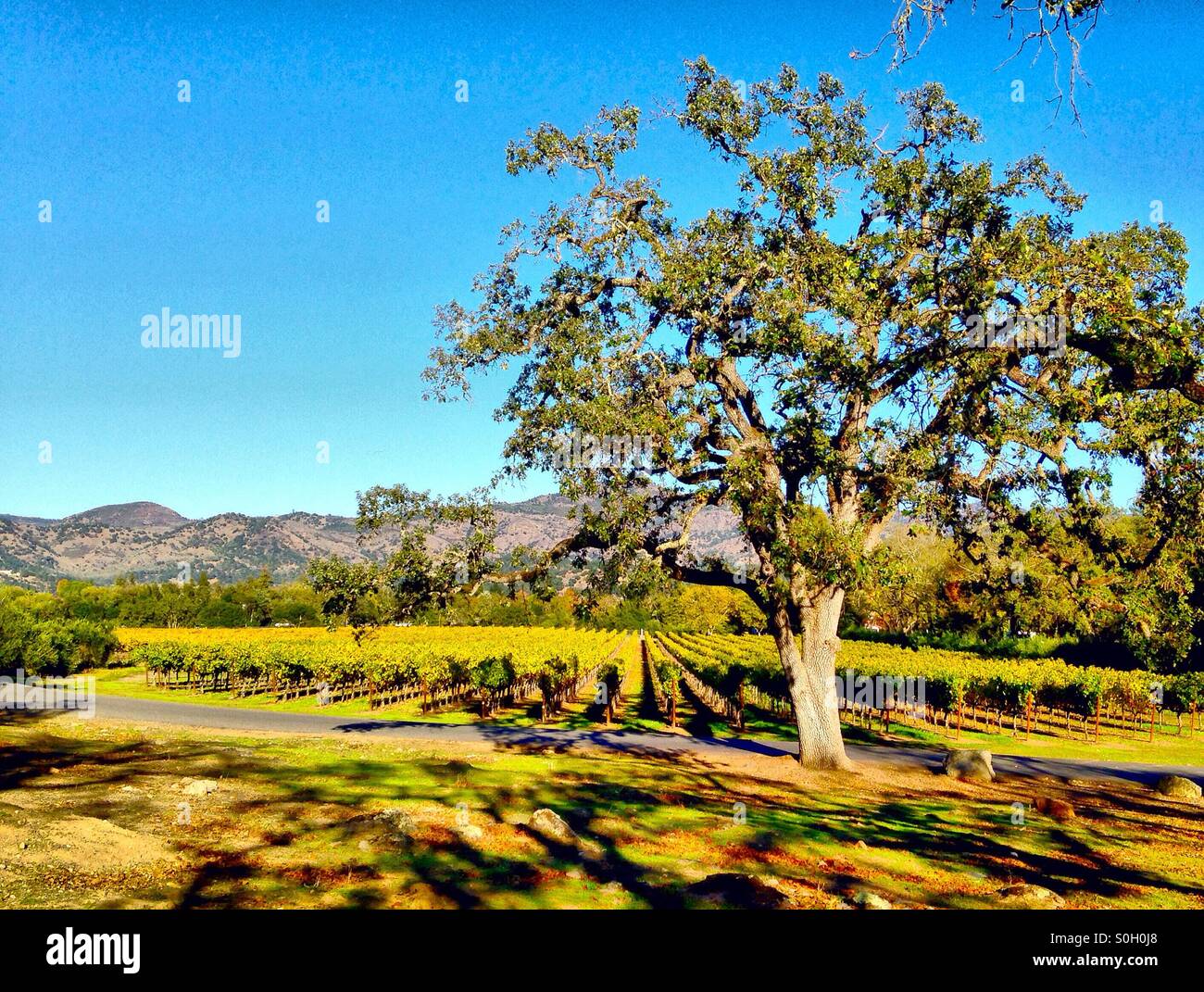 Vineyard, California Stock Photo
