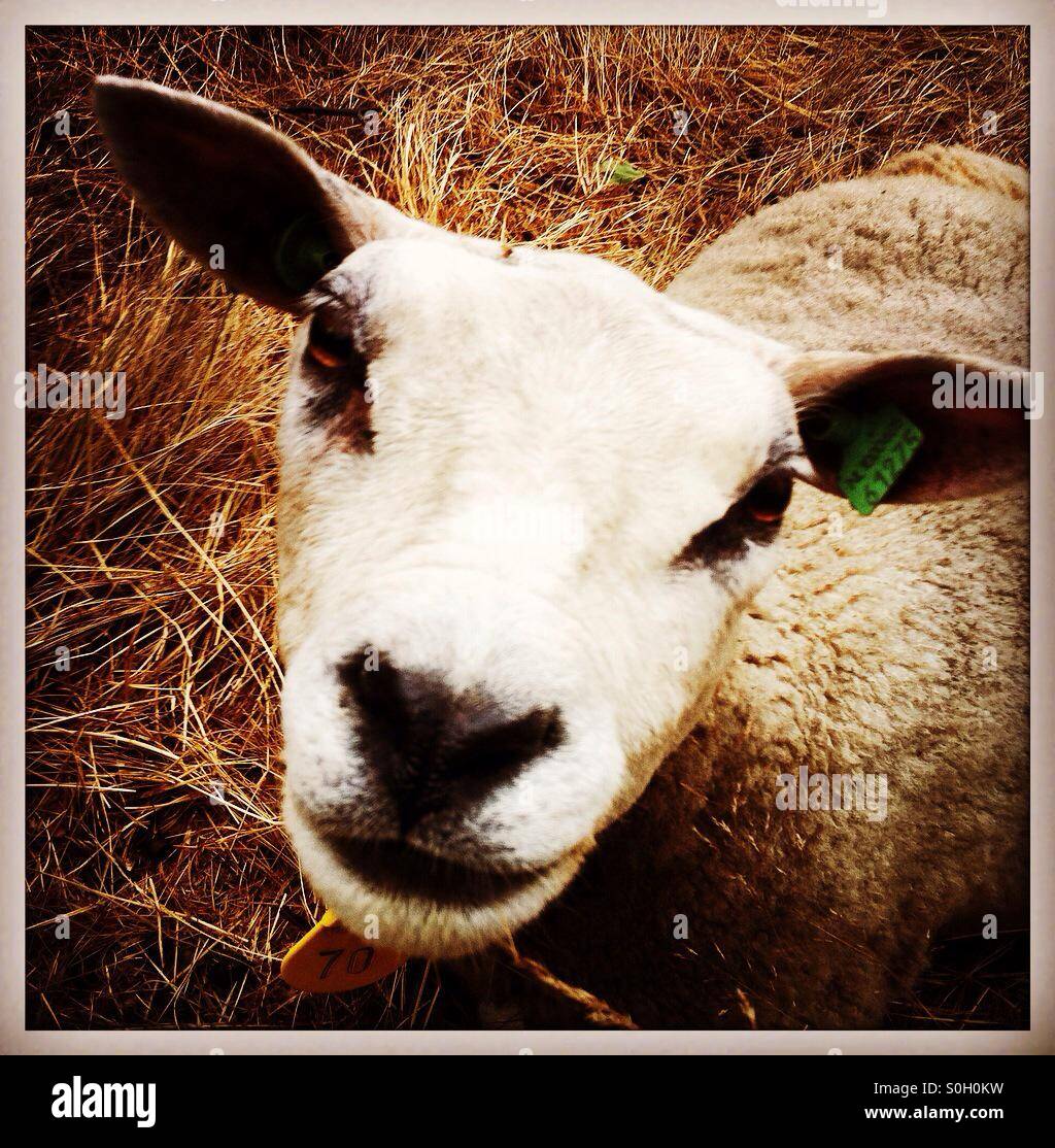 Portrait of a sheep looking up Stock Photo