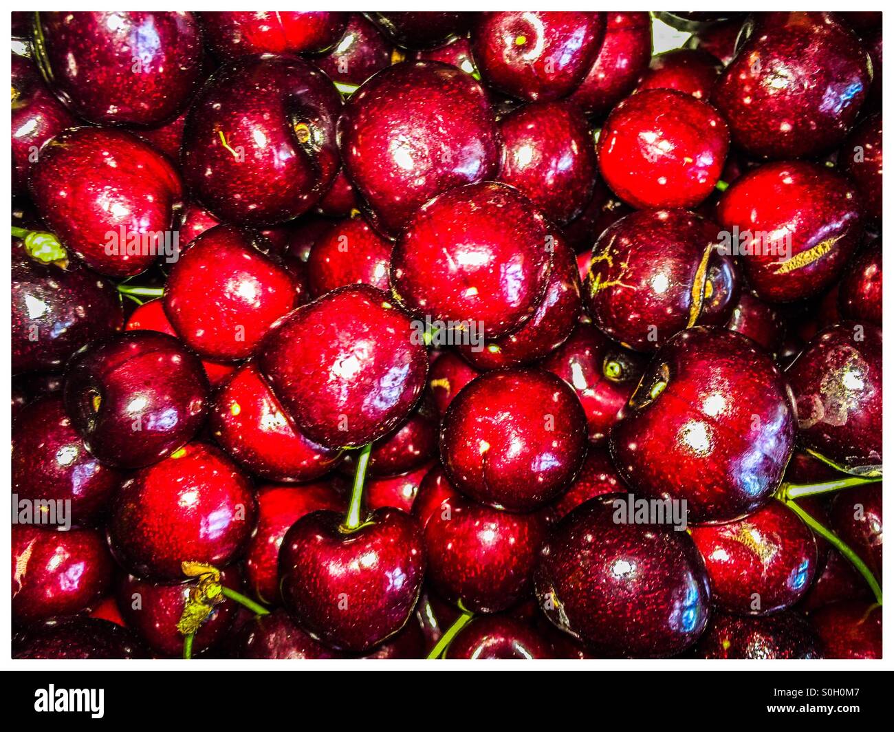 Cherry harvest in July England Stock Photo