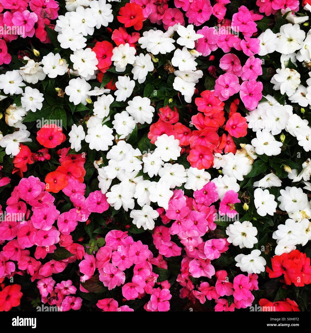 Summer flowers wallpaper hi-res stock photography and images - Alamy