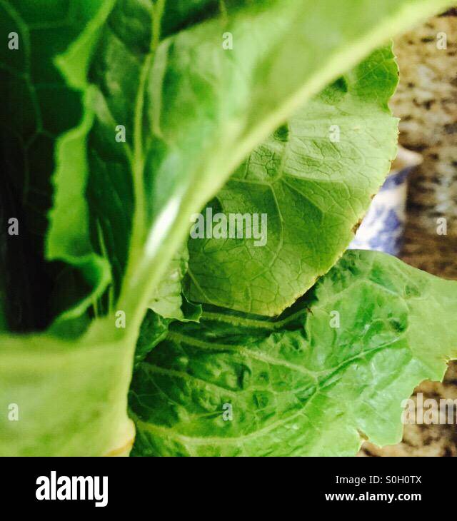 Lettuce in a vase Stock Photo Alamy