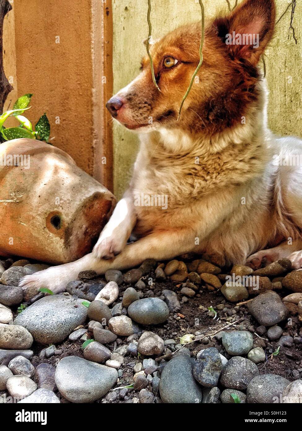 Dog philippines hires stock photography and images Alamy