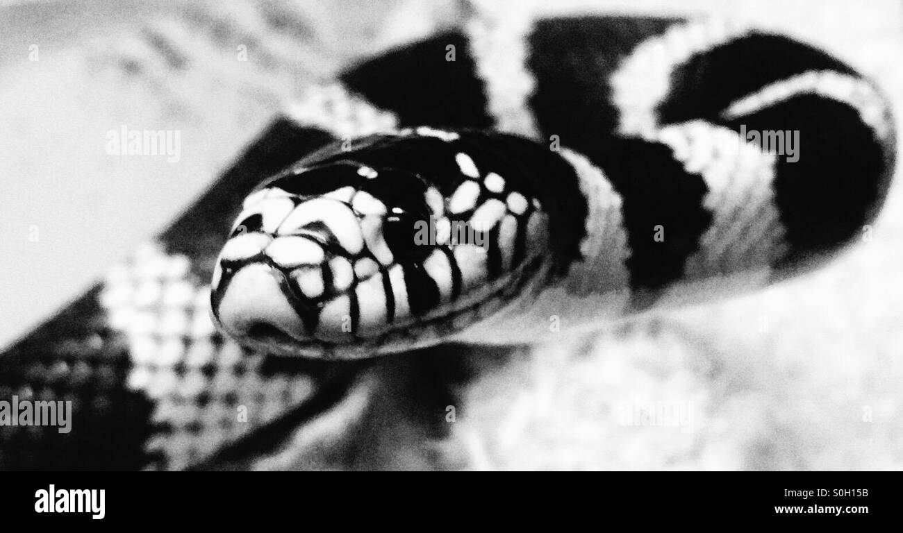 Californian king snake - black and white Stock Photo